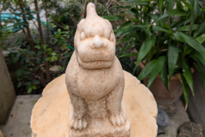 Small lion