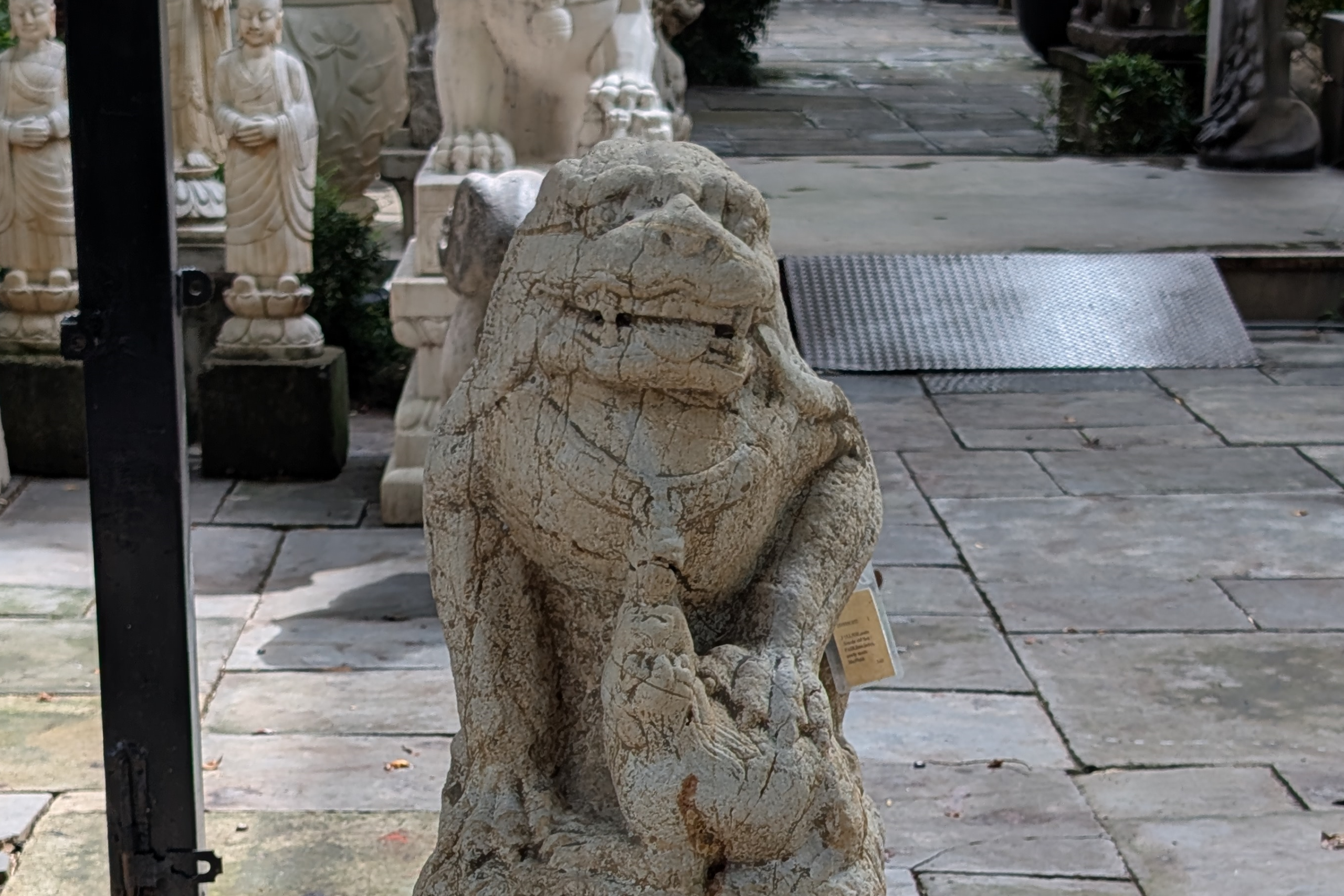 Old lion pair